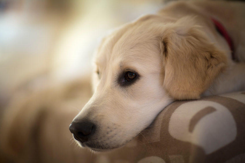 2 Français sur 3 choisiraient leur conjoint à la place de leur chien !
